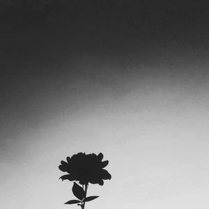 Low angle view of flower against sky