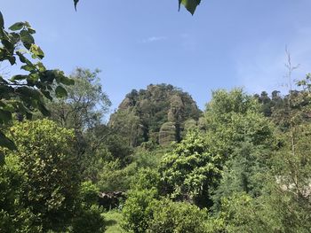 Low angle view of trees against sky