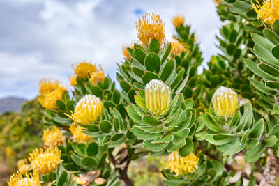 Close-up of flowering plants on field