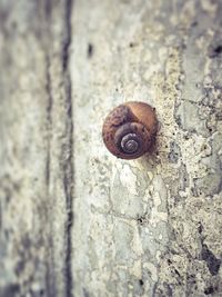 Close-up of snail