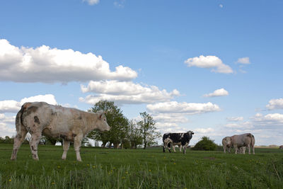 Cows on grassy field against sky