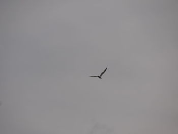 Low angle view of bird flying in sky