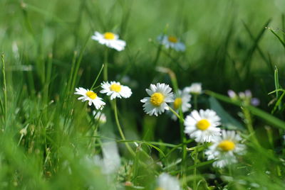 Close-up of white daisy flowers on field