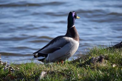 Bird on a lake