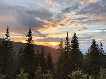 Silhouette trees in forest against sky during sunset