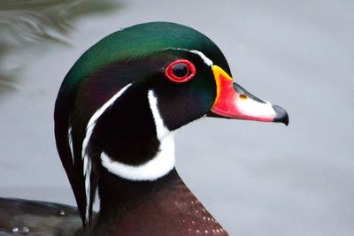 Close-up of parrot