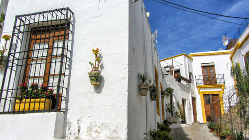 Low angle view of potted plants on street amidst buildings