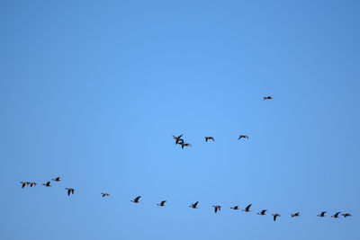 Low angle view of birds flying in sky