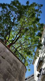 Low angle view of tree and building against sky