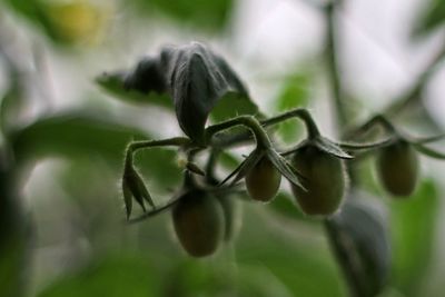 Close-up of flowering plant