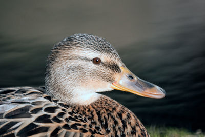 Close-up of a bird