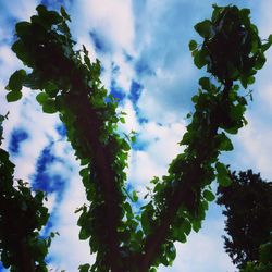 Low angle view of tree against sky