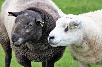 Close-up of sheep on field