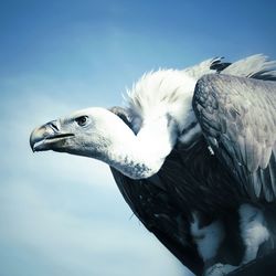 Close-up of vulture against sky