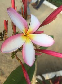 Close-up of flowers blooming outdoors