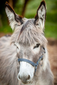 Close-up of a horse