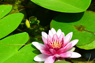 High angle close-up of pink water lily blooming amidst leaves on pond