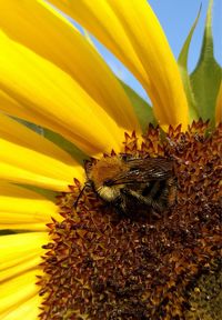 Close-up of bee on sunflower