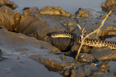 Side view of a snake on rocky surface