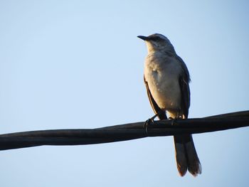 Low angle view of bird perching against clear sky