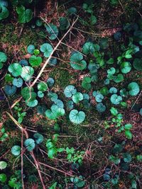 High angle view of plants growing on field