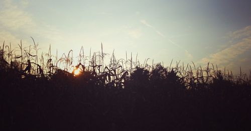 Plants growing on field at sunset