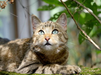 Close-up of cat looking up