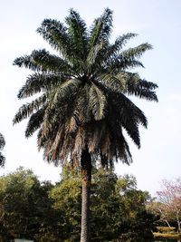 Low angle view of coconut palm tree against sky