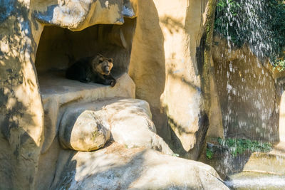 View of animal resting on rock at zoo
