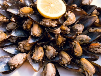 High angle view of shells in plate
