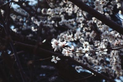 Low angle view of white apple blossoms blooming on tree