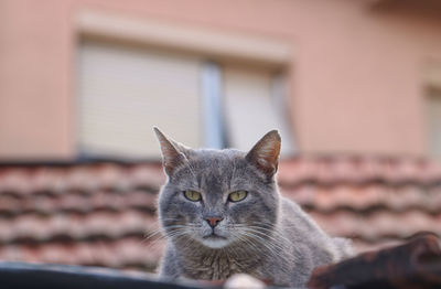 Close-up of cat