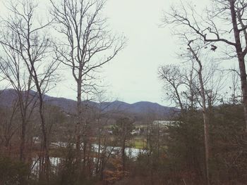 Bare trees in forest against sky