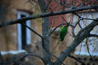 Close-up of bird perching on branch