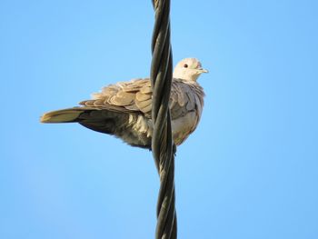 Low angle view of eagle perching on a tree