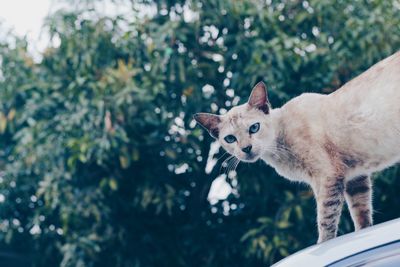 Portrait of cat standing against tree