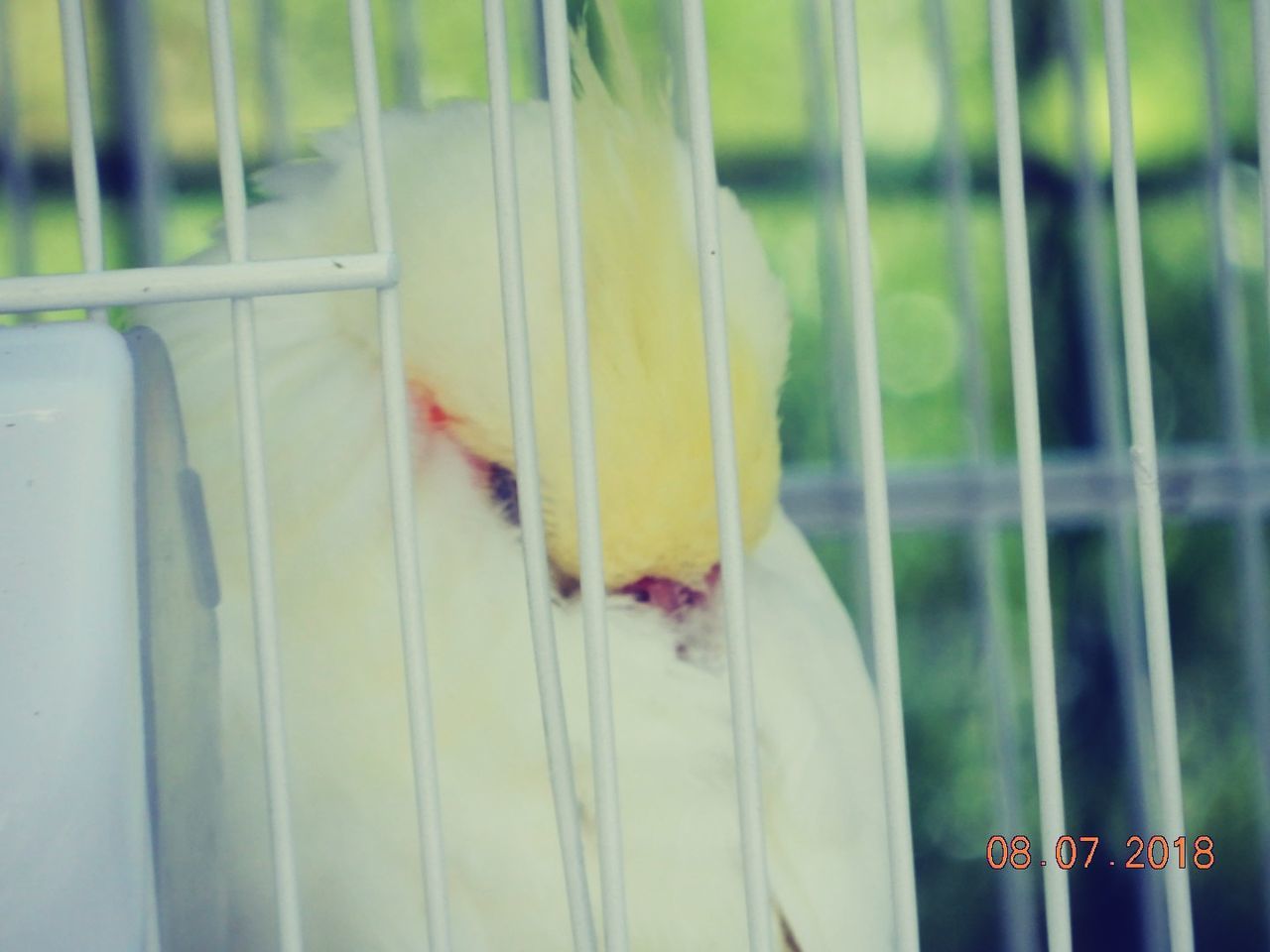 animal themes, animal, vertebrate, one animal, close-up, yellow, focus on foreground, animal wildlife, no people, animals in captivity, cage, animals in the wild, bird, nature, day, pets, domestic, outdoors, metal, growth