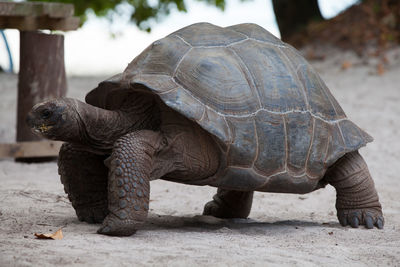 Close-up of a turtle in the field