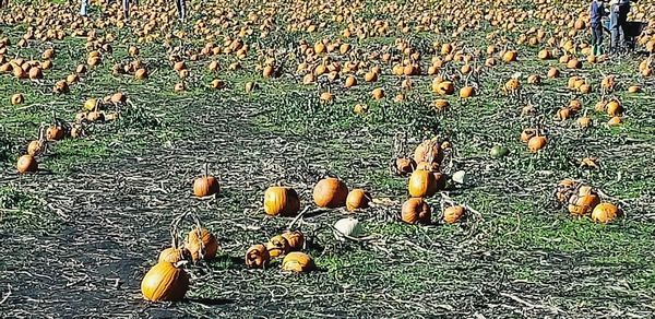 High angle view of corn on field during autumn