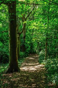 Trees growing in forest