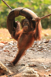 Lion sitting on land