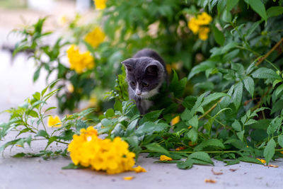 High angle view of cat on flower