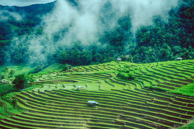 High angle view of terraced rice field in summer