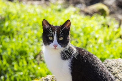 Portrait of a cat on field