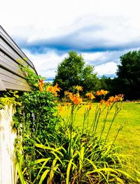 Yellow flowering plants on field against sky