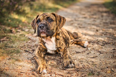 Close-up of dog on field