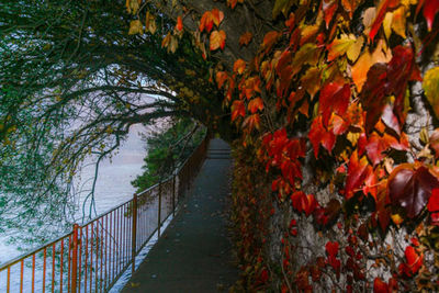 Scenic view of trees during autumn