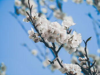 Low angle view of cherry blossom tree