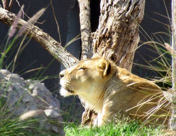 View of an animal on field
