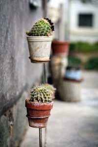 Close-up of potted cactus plant on stand